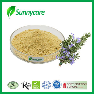 Natural Rosemary Leaf Extract Powder Rosmarinic Acid CAS 20283-92-5