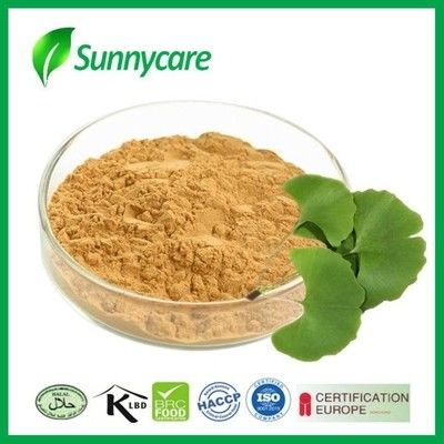 Antioxidant Ginkgo Biloba Leaf Extract Flavone Glycosides 24% Terpene Lactones 6%