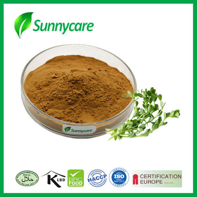 CAS 93164-89-7 Bacopa Monnieri Extract 10% 50% Bacopasides HPLC Bacopa Monnieri (L.) Wettst.